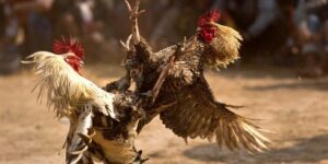 Giới thiệu trò chơi Đá Gà tại nền tảng Bongvip phiên bản 2025