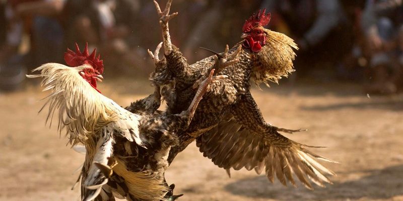 Giới thiệu trò chơi Đá Gà tại nền tảng Bongvip phiên bản 2025